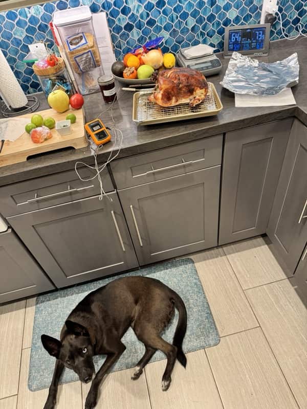 A picture of a black dog named Bowie sitting, taken on November 27 2025 at 5:46 pm